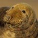 Seal 091206